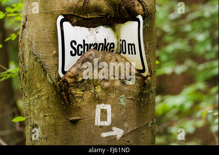 Informazioni registrazione incarnati in un tronco di albero, Germania, Hesse, Kellerwald National Park Foto Stock