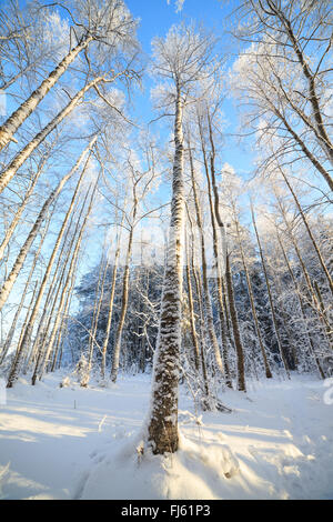 Coperta di neve tree vista prospettica guardando in alto Foto Stock