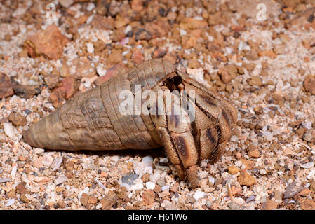 Terra paguri (variabilis spec.), in magroves, Madagascar, Nosy Be, Lokobe Reserva Foto Stock