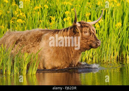 Highland scozzesi Bovini, Kyloe (Bos primigenius f. taurus), in una popolazione di iris gialla (Iris pseudacorus), Germania Foto Stock