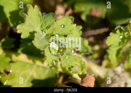 Chelidonium majus, chiamato anche maggiore celandine o tetterwort con gocce di pioggia nella foresta Foto Stock