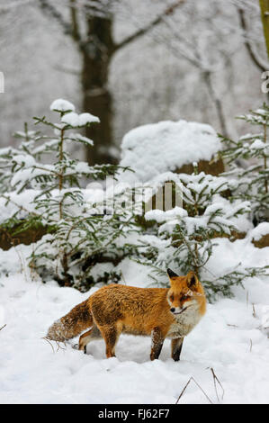 Red Fox (Vulpes vulpes vulpes), in coperta di neve la foresta, in Germania, in Renania settentrionale-Vestfalia Foto Stock
