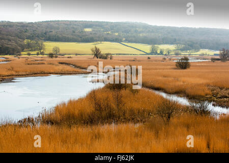 I canneti a RSPB's Leighton moss riserva in Silverdale, Lancashire, Regno Unito. Foto Stock