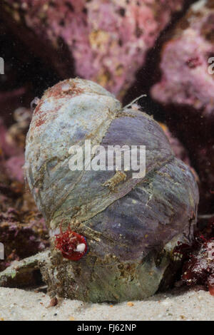 Pantofola limpet, slippersnail, comune pantofola shell, comune slippersnail atlantico, barca shell, quarterdeck shell, fornicating pantofola lumaca (Crepidula fornicata), gruppo di tre pianelle patelle Foto Stock