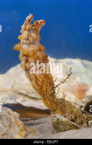 Sgambate Sea Squirt, mare asiatico squirt, mare mosso squirt, coriacea sea squirt, piegato sea squirt (Styela clava), su una cozza Foto Stock