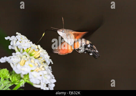 Hummingbird hawkmoth (Macroglossum stellatarum), passando di fronte Lantana, Germania Foto Stock