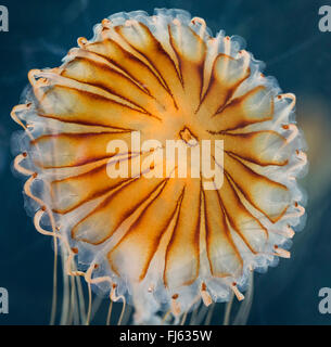 Compass meduse, rosso-nastrare medusa (Chrysaora hysoscella), galleggiante in acqua