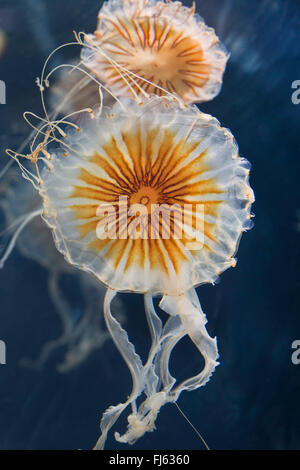 Compass meduse, rosso-nastrare medusa (Chrysaora hysoscella), due meduse bussola