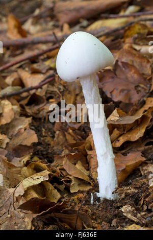 Angelo distruttore (Amanita virosa), corpo fruttifero sul suolo della foresta, Germania Foto Stock
