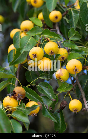 Selvatico europeo pera, Wild pera (Pyrus pyraster), il ramo con frutti, Germania Foto Stock
