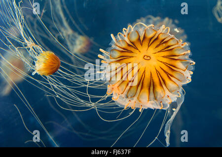 Compass meduse, rosso-nastrare medusa (Chrysaora hysoscella), due meduse bussola
