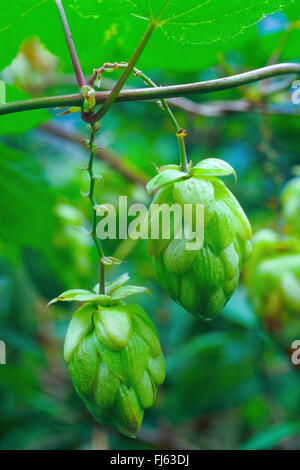 Luppolo (Humulus lupulus), infructescences, in Germania, in Baviera, Alta Baviera, Baviera superiore Foto Stock