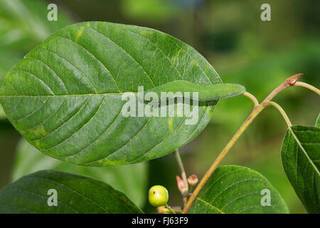 Brimstone (Gonepteryx rhamni), Caterpillar si nutre di alder frangola, siede sulla foglia principale vena per mimesi, Germania Foto Stock