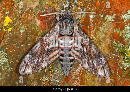 Convolvulus hawkmoth, gloria di mattina sphinx moth (Agrius convolvuli, Herse convolvuli Sphinx convolvuli), sulla corteccia, Germania Foto Stock