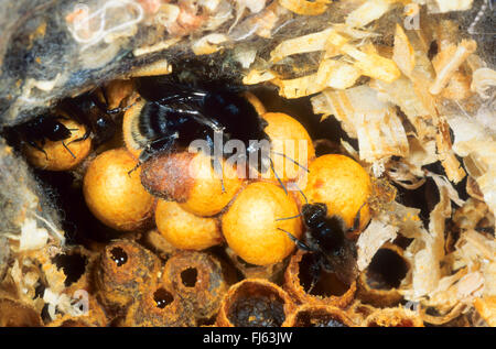 Marrone-nastrare carda bee (Bombus humilis), nel suo nido, Germania Foto Stock