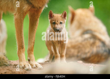 Unione lupo (Canis lupus lupus), lupo cube con i suoi pack di Lupi , Germania, il Land della Baviera Foto Stock