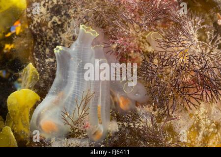 Mare, VASE, VASE tunicate, giallo mare squirt (Ciona intestinalis), Colonia Foto Stock