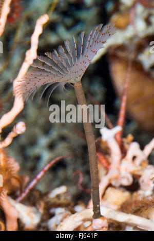 Peacock worm, peacock feather-duster worm (Sabella pavonina), vista laterale Foto Stock