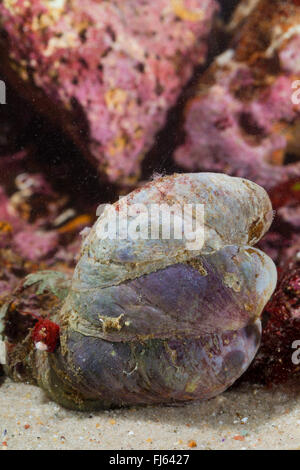 Pantofola limpet, slippersnail, comune pantofola shell, comune slippersnail atlantico, barca shell, quarterdeck shell, fornicating pantofola lumaca (Crepidula fornicata), gruppo di tre pianelle patelle Foto Stock