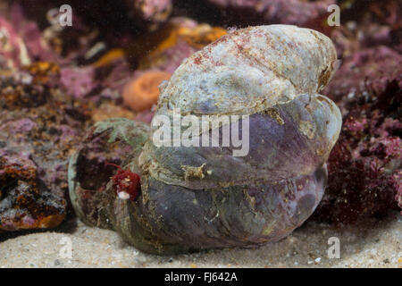 Pantofola limpet, slippersnail, comune pantofola shell, comune slippersnail atlantico, barca shell, quarterdeck shell, fornicating pantofola lumaca (Crepidula fornicata), gruppo di tre pianelle patelle Foto Stock