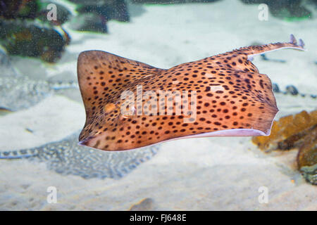 Raggio maculato, Pezzata homelyn ray, Spotted skate, Homelyn ray (Raja montagui), nuoto Foto Stock