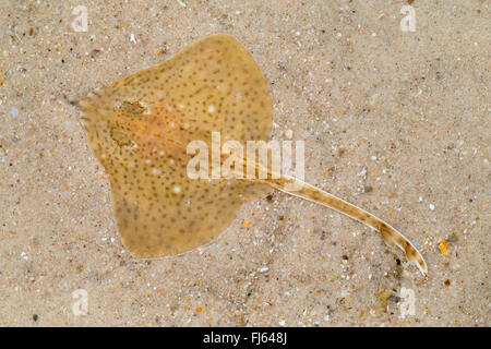 Raggio maculato, Pezzata homelyn ray, Spotted skate, Homelyn ray (Raja montagui), si appoggia sul terreno Foto Stock