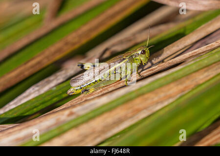 Vasta palude grasshopper (Mecostethus grossus, Stethophyma grossum), femmina, in Germania, in Baviera, Isental Foto Stock