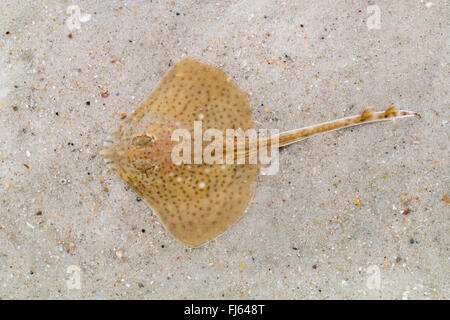 Raggio maculato, Pezzata homelyn ray, Spotted skate, Homelyn ray (Raja montagui), si appoggia sul terreno Foto Stock