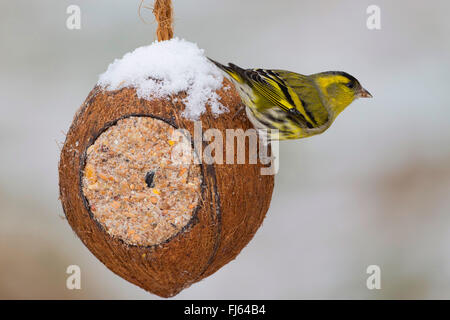 Abete (lucherino Carduelis spinus), maschio a fatti a mano di alimentazione degli uccelli in una noce di cocco, Germania Foto Stock