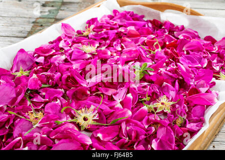 Rosa rugosa, Giapponese rosa (Rosa rugosa), raccolti i petali di rose, vengono essiccate per rosa tea, Germania Foto Stock
