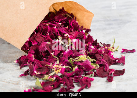 Rosa rugosa, Giapponese rosa (Rosa rugosa), essiccati petali di rosa, Germania Foto Stock