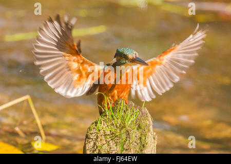Fiume kingfisher (Alcedo atthis), femmina di atterraggio su un registro di morti in un fiume, in Germania, in Baviera, Isental Foto Stock