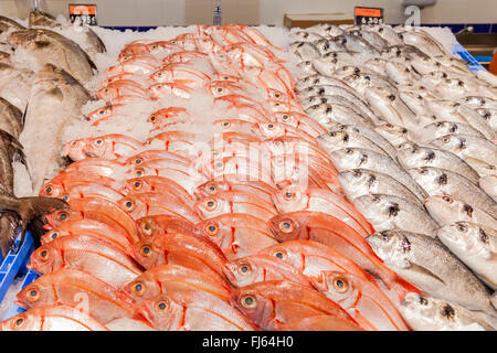 Visualizzazione di pesce fresco sul ghiaccio nel supermercato Mercadona, Puerto Santiago, Tenerife, Isole Canarie, Spagna. Foto Stock