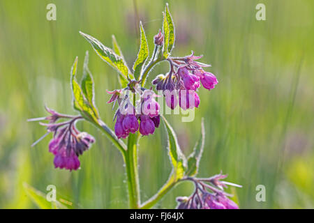 Comfrey comune (Symphytum officinale), fioritura, in Germania, in Baviera Foto Stock