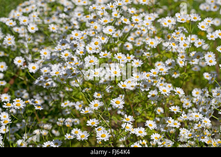 Featherfew, matricale, feather-leaf tansy (Tanacetum parthenium, Chrysanthemum parthenium), fioritura, Germania Foto Stock