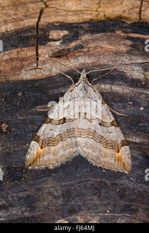 Treble-bar, Iperico Inchworm (Aplocera spec., Anaitis spec., plagiata Aplocera oder Aplocera efformata), sulla corteccia, Germania Foto Stock