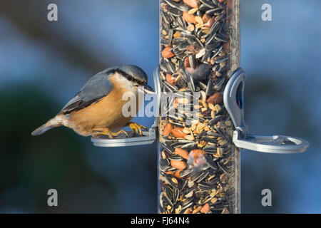 Eurasian picchio muratore (Sitta europaea), di mangiare al distributore di alimentazione, vista laterale, Germania Foto Stock