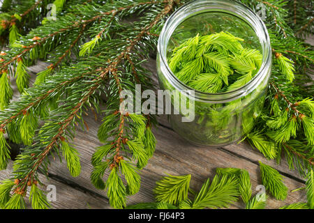 Abete (Picea abies), giovani sproots in un barattolo di conservazione, Germania Foto Stock