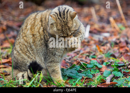 Gatto selvatico europeo, foresta gatto selvatico (Felis silvestris silvestris), maschio stallieri la sua zampata Foto Stock