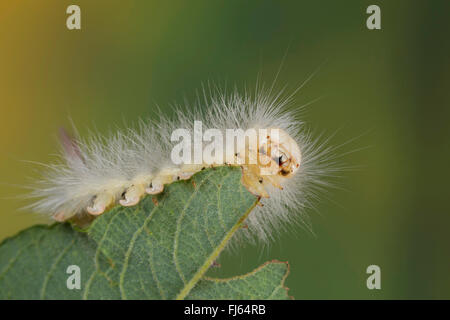 Pale tussock, rosso-coda di Tarma (Dasychira pudibunda, Olene pudibunda, Calliteara pudibunda, Elkneria pudibunda), Caterpillar fedds su una foglia, Germania Foto Stock