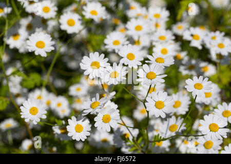 Featherfew, matricale, feather-leaf tansy (Tanacetum parthenium, Chrysanthemum parthenium), fioritura, Germania Foto Stock