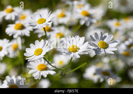 Featherfew, matricale, feather-leaf tansy (Tanacetum parthenium, Chrysanthemum parthenium), fioritura, Germania Foto Stock