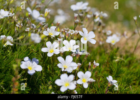 Foglie di larice (Sandwort Minuartia laricifolia), fioritura, Svizzera Foto Stock