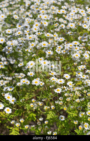 Featherfew, matricale, feather-leaf tansy (Tanacetum parthenium, Chrysanthemum parthenium), fioritura, Germania Foto Stock