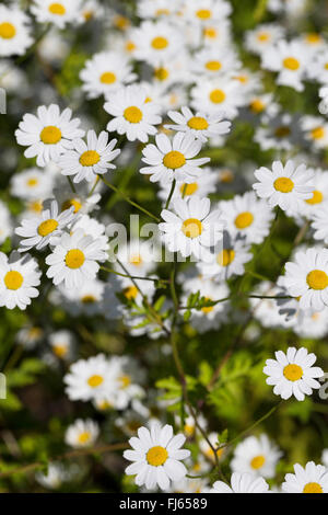 Featherfew, matricale, feather-leaf tansy (Tanacetum parthenium, Chrysanthemum parthenium), fioritura, Germania Foto Stock