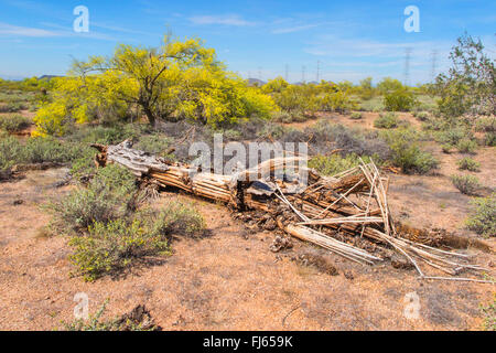 Cactus saguaro (Carnegiea gigantea, Cereus giganteus), ribaltato da una tempesta, rimane in legno, STATI UNITI D'AMERICA, Arizona Sonoran, Phoenix Foto Stock