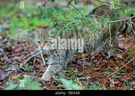 Gatto selvatico europeo, foresta gatto selvatico (Felis silvestris silvestris), intrufolarsi fino in preda Foto Stock