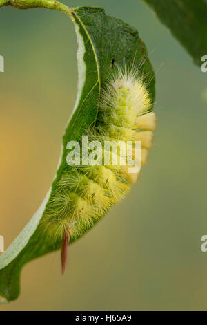 Pale tussock, rosso-coda di Tarma (Dasychira pudibunda, Olene pudibunda, Calliteara pudibunda, Elkneria pudibunda), Caterpillar fedds su una foglia, Germania Foto Stock