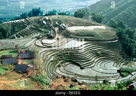 Risaie, Vietnam, Lao Cai Foto Stock