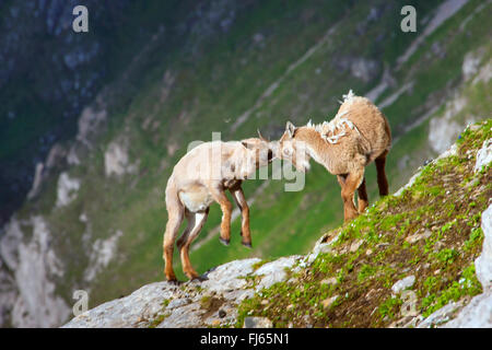 Stambecco delle Alpi (Capra ibex, Capra ibex ibex), due giovani animali in cambio di fur giocando sulla cima di una scogliera, Svizzera, Alpstein, Saentis Foto Stock